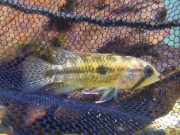 カナリア　ブロンズ　メス　Ｈ３０年産まれ　