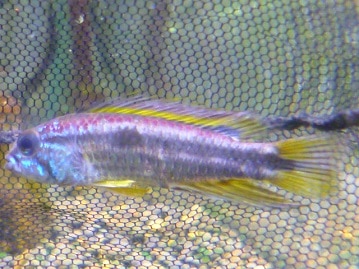 リチャードソンジリス　女の子　６月１２日