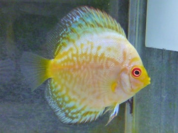 とても珍しいカラーのボタンインコ（セーブル）