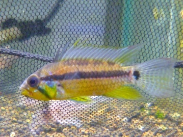 アンゴラチンチラ（ノーマルグレー）