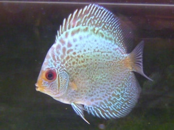 コールダック入舎しました！　２０１９年４月２６日産まれ