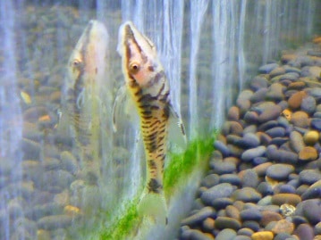 シロガシラウシハタオリ　２０１９年７月２８日撮影