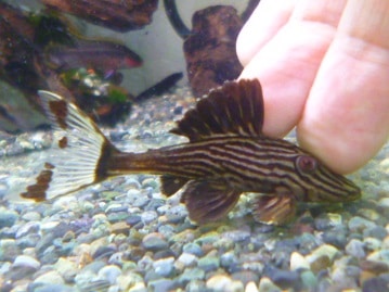 フクロモモンガ　ノーマル　モグモグ動画　２０１９年７月２３日撮影　