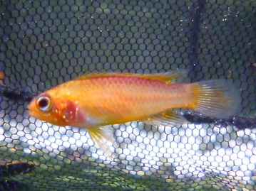 手乗りオカメインコ　ノーマル　７月１８日