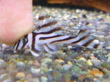 手乗りオカメインコ　ホワイトフェイスパイド　２０１９年７月１８日撮影