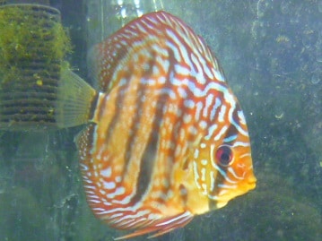 パンダマウス　女の子　８月２１日