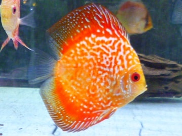 イングリッシュモルモット　男の子　８月７日