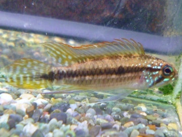 マーシャルフェレット（スターリングシルバー）男の子　２０１８年１２月１２日生まれ