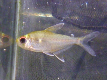 イングリッシュモルモット　女の子　８月２７日