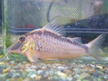 スキニーギニアピッグ　男の子　８月１４日