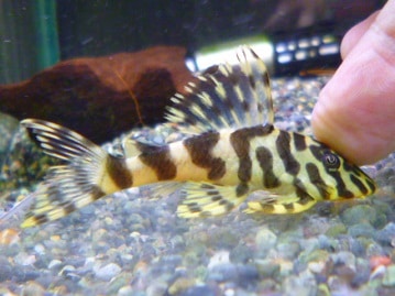 激レアカラーのボタンインコ（セーブル）　２０１９年８月２３日撮影　