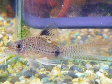 ホーランドロップイヤーラビット　フロスティ　女の子　８月８日