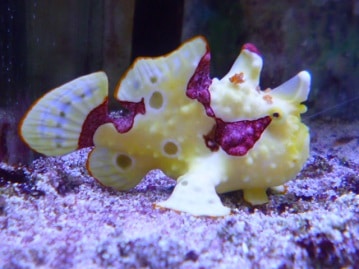 文鳥ちゃん入舎しました！ ９月６日