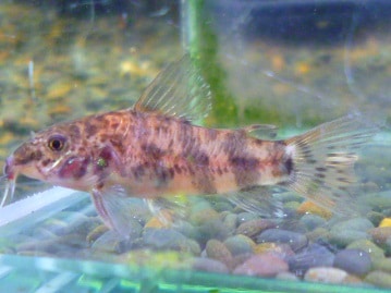 イングリッシュモルモット　女の子　９月１１日