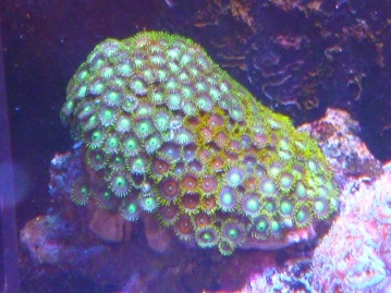 手乗りオカメインコ　ルチノー　ヒナ　９月２６日