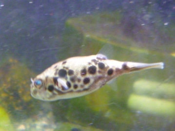 手乗りオカメインコ　シナモン　ヒナ　９月２８日