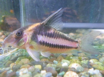 アビシニアンモルモット（巻き毛）　女の子　９月１２日