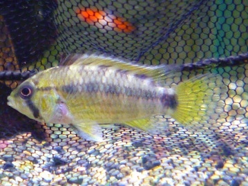 手乗りオカメインコ　ルチノー　ヒナ　９月１９日