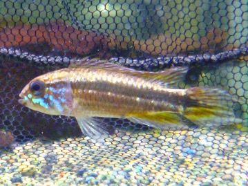 手乗りジャンボセキセイインコ　ブルー　９月１６日