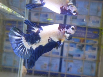 手乗りシナモン文鳥　ヒナ　９月２３日