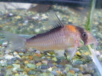 ミニウサギ　グレー　女の子　９月５日