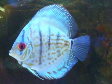 撫でられるのが大好き！デグー　ブルー　女の子　