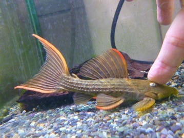 手乗りオカメインコ　ルチノーパール　１０月２２日