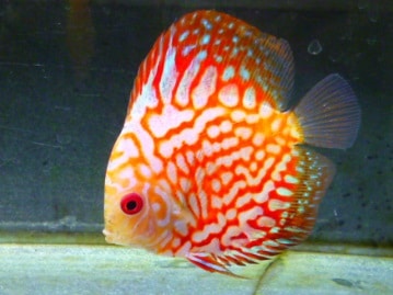 手乗り十姉妹　ヒナ　１０月１日