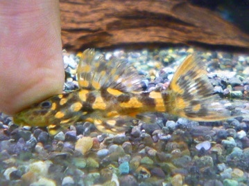 チンチラ　ノーマルグレー　男の子　１０月１０日