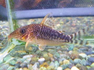 手乗り十姉妹　梵天　ヒナ　１０月２日