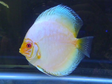 ネザーランドドワーフ　フロスティ　男の子　１０月１３日