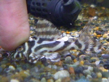 デグー　ノーマル　男の子　１０月７日