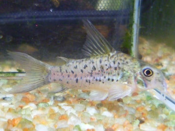 手乗りオカメインコ　ホワイトフェイスシナモン　１月２８日