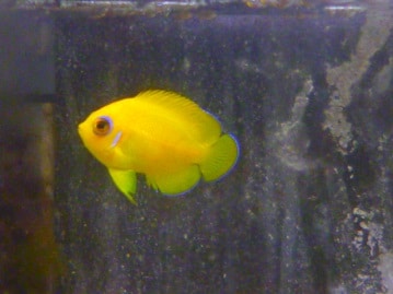 アキクサインコ　ルビノー　１１月８日