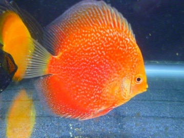 イングリッシュモルモット　２０１９年１１月７日撮影