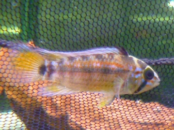 アメリカンクレステッドモルモット　２０１９年１１月６日撮影