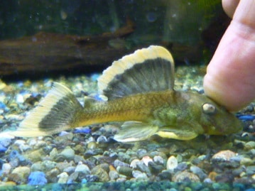 手乗りシナモン文鳥　ヒナ　１１月３日