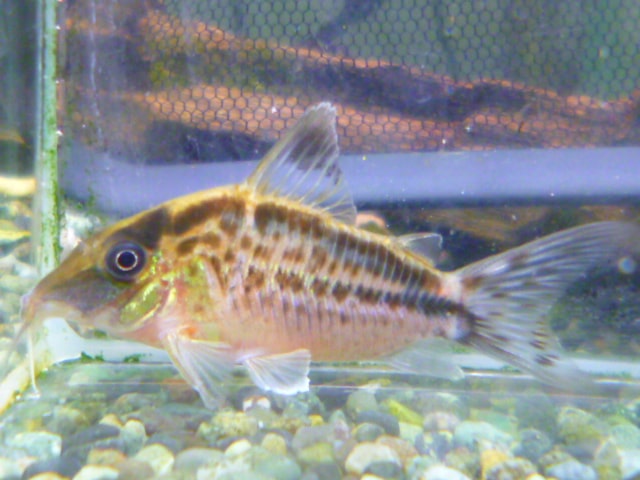 ライオンロップイヤー　男の子　１１月１５日