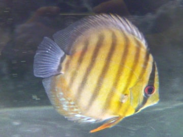 サザナミインコ　コバルト　２０１９年１０月生まれ