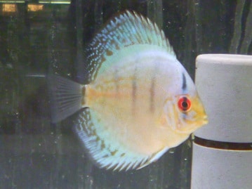 ライオンラビット　ブロークンチェスナット　男の子　１２月１８日撮影