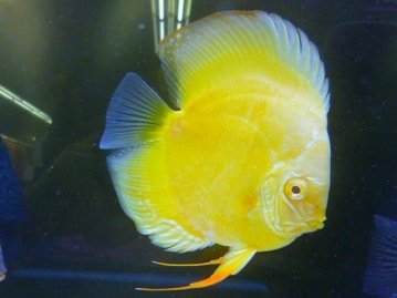 手乗りオキナインコ　ノーマル　３月２８日撮影