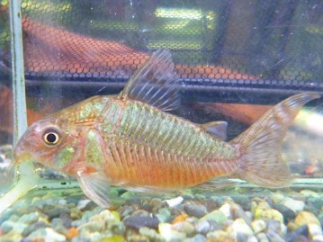 手乗りサザナミインコ　ブルー　２月６日