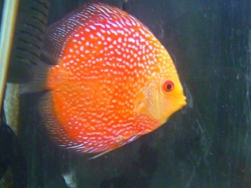 デグー　ノーマル　男の子　２月１１日撮影