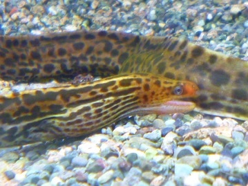 手乗りヤマブキボタンインコ　２月２３日