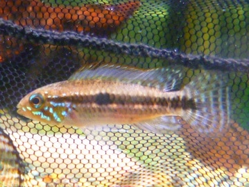 アキクサインコ　ルビノー　ヒナ餌卒業済　２月１５日