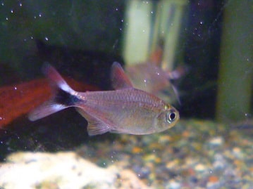 手乗りサザナミインコ　モーヴ　１２月５日