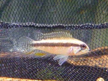 手乗りアキクサインコ　ルビノー　３月１日