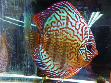 チンチラ　ホワイト　女の子　３月２２日