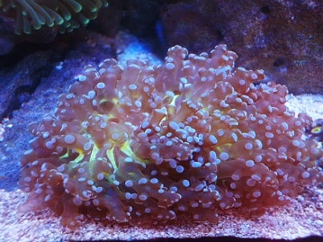 手乗りローズアキクサインコ　４月７日