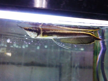 手乗りヤマブキボタンインコ　４月１４日